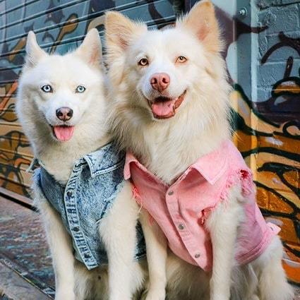 KFX-9590205 Stylish Washed Denim Jacket for Pets in Denim Blue and Cowboy Pink - Multiple Sizes Available