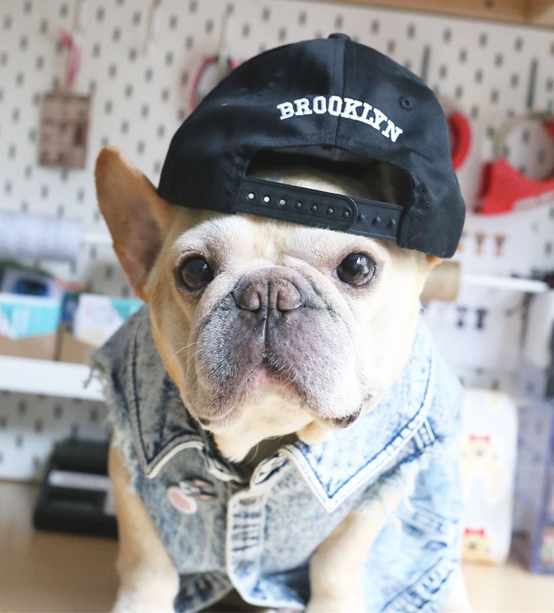 KFX-9590205 Stylish Washed Denim Jacket for Pets in Denim Blue and Cowboy Pink - Multiple Sizes Available