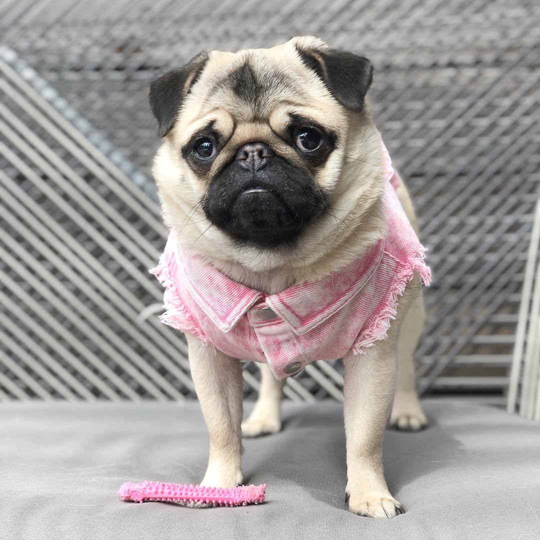 KFX-9590205 Stylish Washed Denim Jacket for Pets in Denim Blue and Cowboy Pink - Multiple Sizes Available