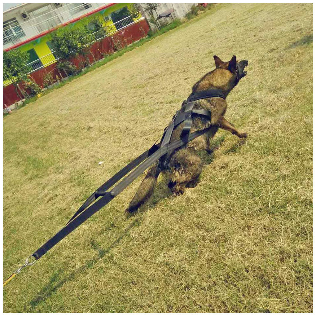 KFX-9645373 Adjustable Cotton Dog Traction Belt with Chest Strap – 110cm Length