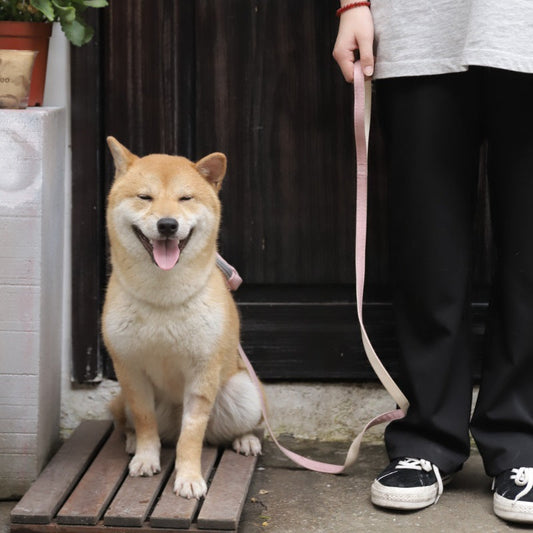 KFX-9715133 Dog Traction Rope with Chest Harness for Comfortable Walking