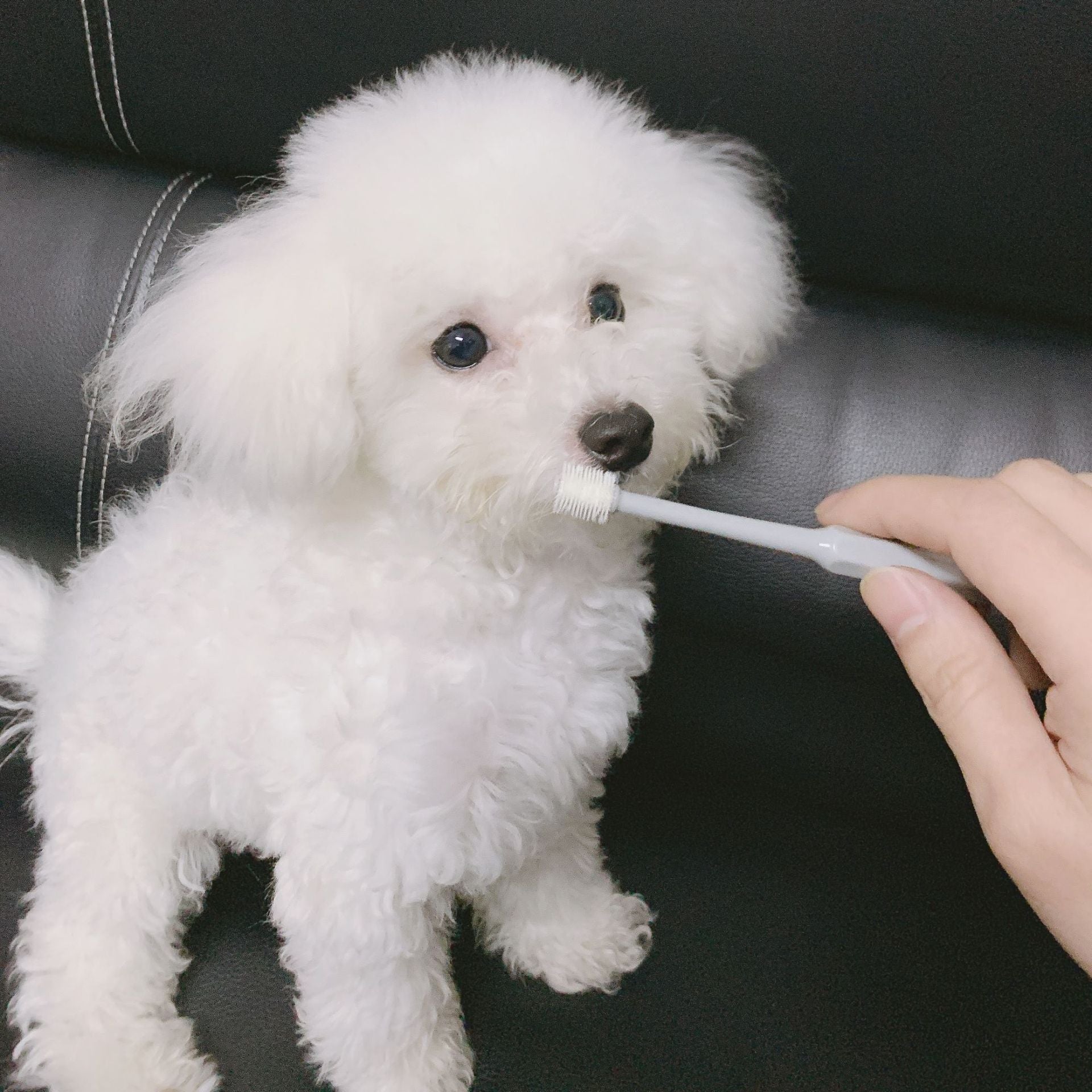 KFX-9782973 360-Degree Pet Toothbrush for Dogs and Cats - Effective Oral Cleaning and Bad Breath Prevention