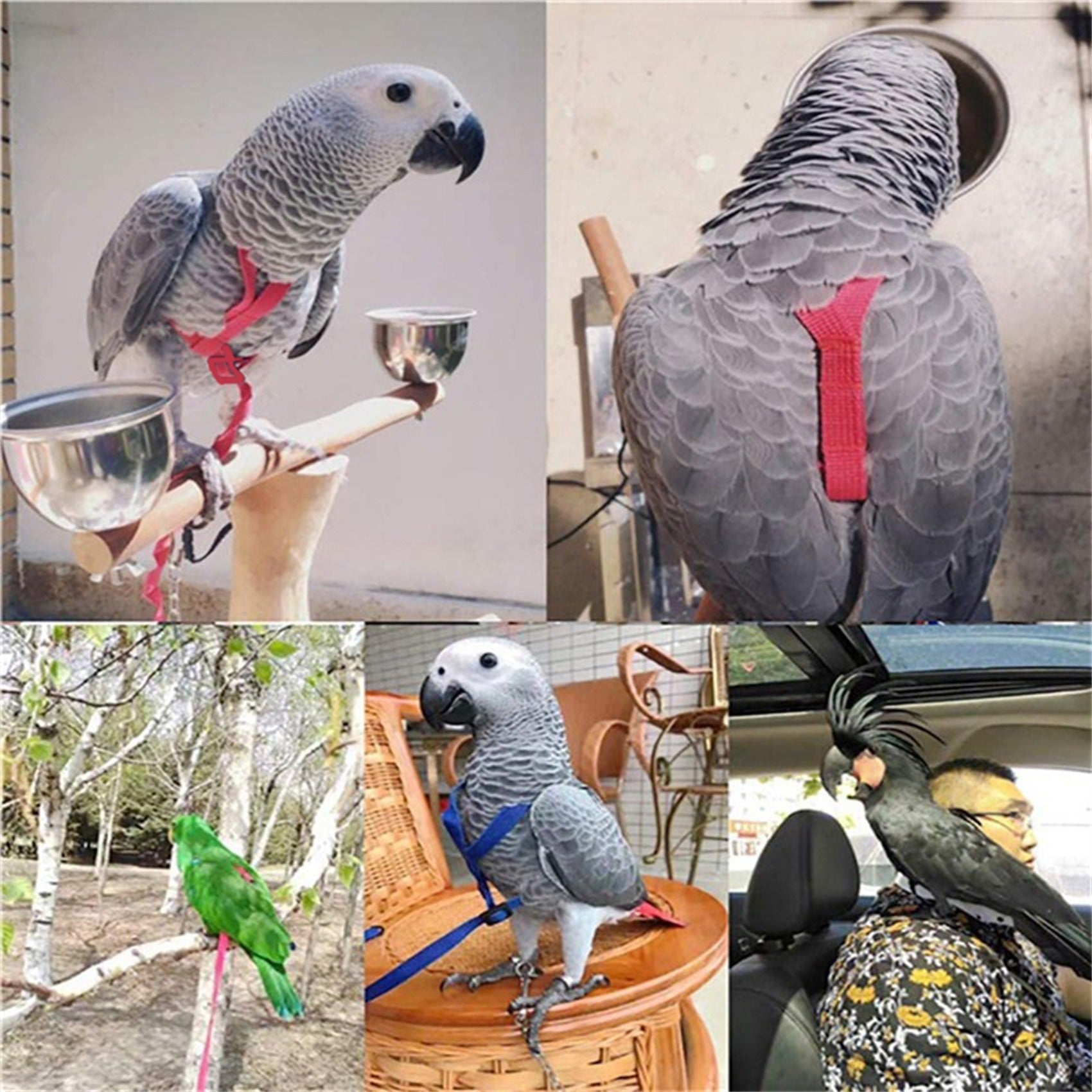 KFX-9873725 Nylon Hand Holding Rope for Parrots - Adjustable Lengths in Black, Green, Sapphire Blue, and Red