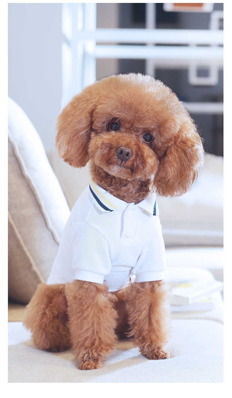 KFX-9897533 Teddy Pet Summer T-Shirt for Pets - Lightweight Nylon Fabric, Various Sizes Available