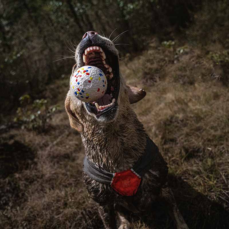 KFX-9899581 Durable ETPU Chewing Dog Toy Ball for Strong Chewers, 7CM Diameter