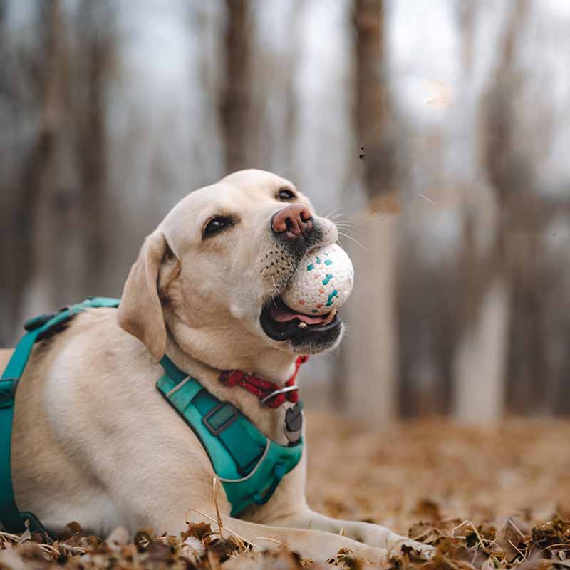 KFX-9899581 Durable ETPU Chewing Dog Toy Ball for Strong Chewers, 7CM Diameter