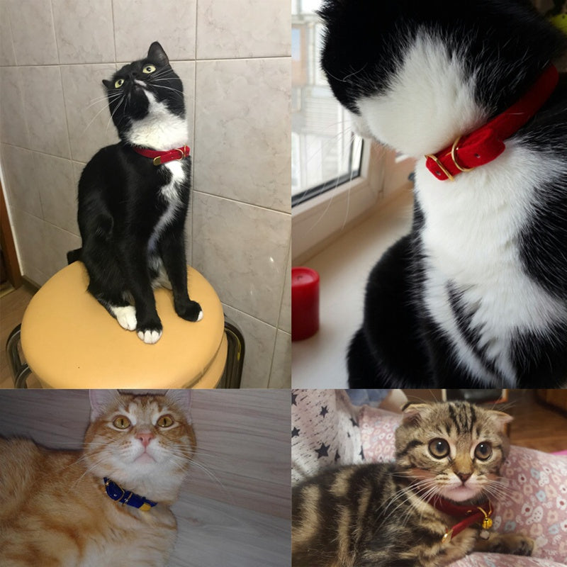 KFX-9914429 Flocking Cat Collar - Soft and Comfortable Design for Your Feline Companion