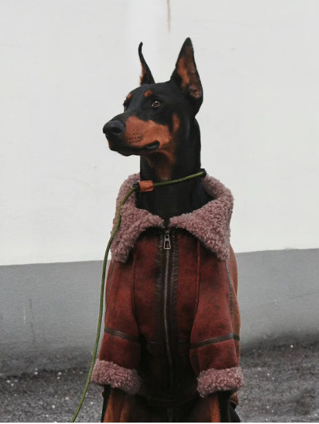 KFX-9917885 Winter Velvet Pet Coat with Lapel for Large Dogs - Sizes 4XL to 7XL, Denim Fleece Collar, Warm and Comfortable