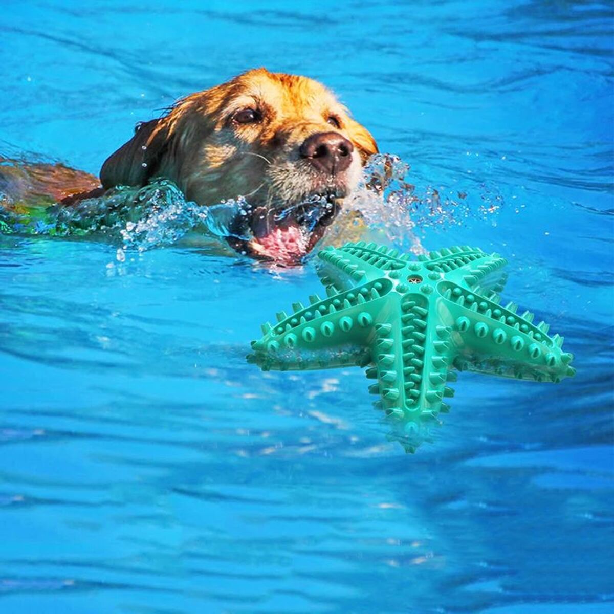 KFX-9921469 Edible TPR Starfish Dog Toy for Large Dogs | Interactive Chew & Dental Care Accessory