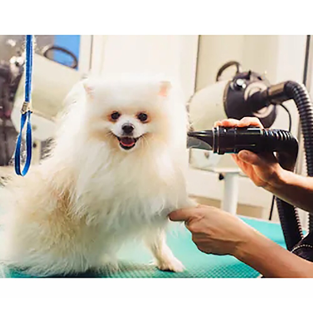 KFX-9987005 High-Power Pet Water Blowing Machine for Quick Drying Dogs and Cats, Adjustable Wind Speed and Temperature